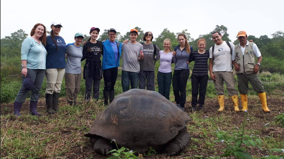 Galapagos Group Turtle